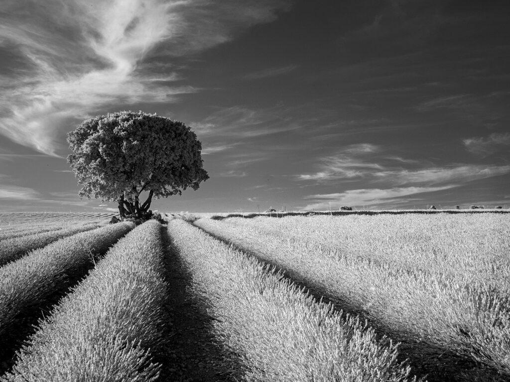 P7141651 cefoto campos de lavanda